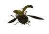 File:100px-Ladybug 2.png