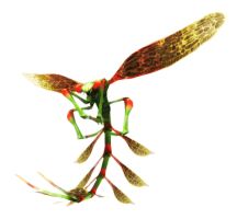 File:216px-Category-Fly.jpg