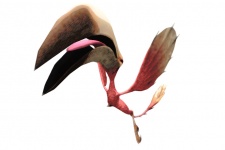 File:225px-Category-Colibri.jpg